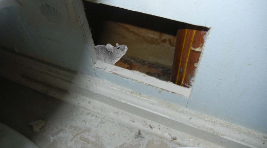 mouse